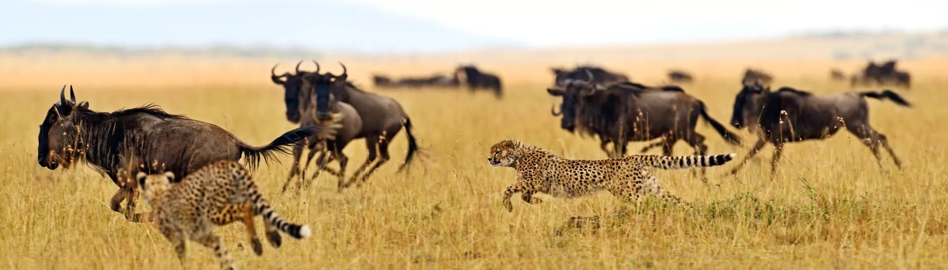 How to plan Africa Luxury Tanzania safari vacation